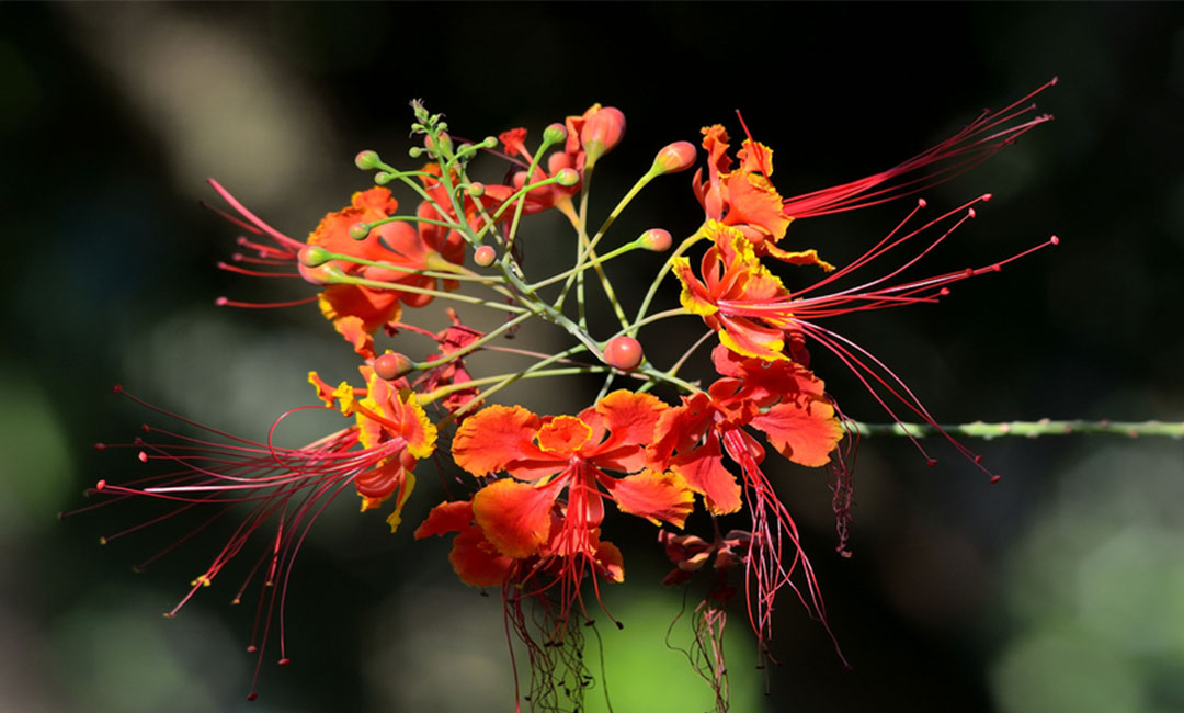 奉贤花帮主百科词条创建案例